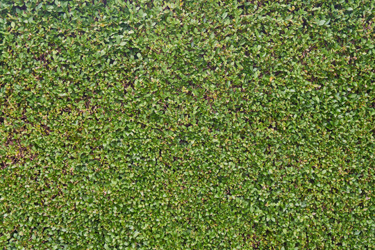 Many green ivy leaves as hedge wall