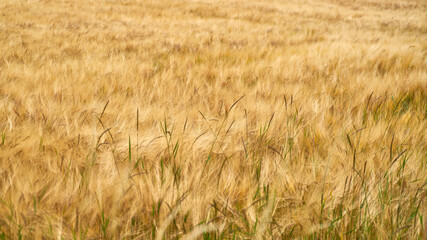 Yellow wheat field with ripe crops as agriculture background texture