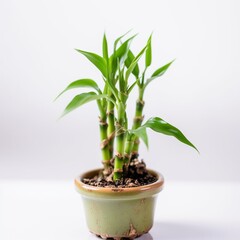 Fototapeta na wymiar Beautiful mini lucky green bamboo plant in pots pictures 