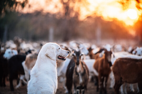 White dog with goats in the background