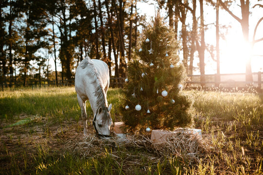 Real decorated Christmas tree outdoors in a rural paddock
