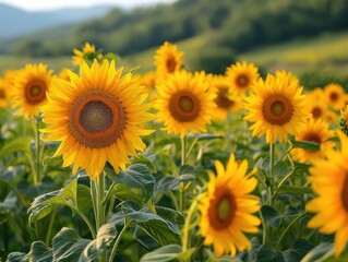Obraz premium A vibrant sea of yellow sunflowers stretches towards the endless blue sky, their pollen-dusted petals basking in the warm summer sun as they sway in the gentle breeze