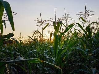 Corn plant in corn field at sunset