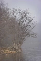 Foto auf Leinwand tree, plant, trunk, branches, flora, spain, fog, view, nature, v © Piotr
