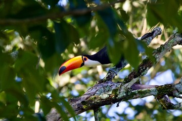 Toucan toco (Ramphastos toco) peaking through rainforest leaves in brazil close to the famous...
