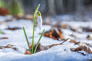 A beautiful early spring white snowdrop flower grows in the forest among the snow. Nature awakening...
