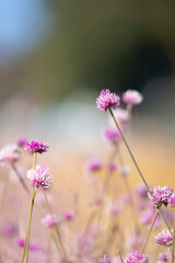 咲き乱れる千日紅