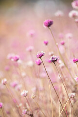 咲き乱れる千日紅