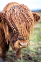 Highland Cow with Flowing Auburn Hair

 - obrazy, fototapety, plakaty