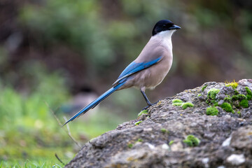 Beautiful close profile portrait of an Iberian magpie on a rock and moss on it looking to the right with its tail blue and the background out of focus, near Córdoba, Andalusia, Spain