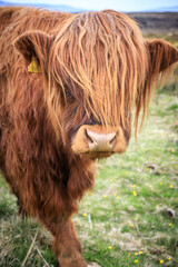 Highland Cow with Flowing Auburn Hair


