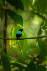 Long-tailed manakin (Chiroxiphia linearis) is a species of bird in the family Pipridae native to Central America