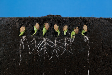 Sprouted pumpkin seeds in the ground