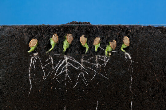 Sprouted pumpkin seeds in the ground