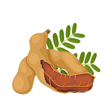 Vector illustration of tamarind or tamarindus indica, with green leaves, isolated on white background.
