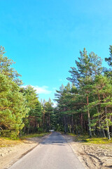 Fototapeta premium A small forest road along green trees.