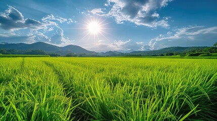 A waving rice farm, sunny sky