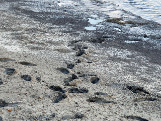 mud in the fish pond