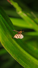 Ropalidia fasciata- tawon kertas