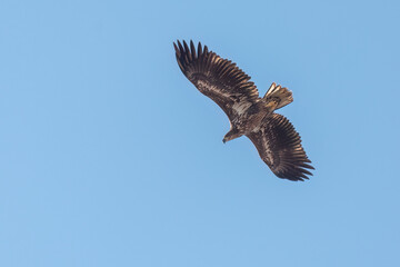 Fototapeta premium White-tailed eagle flying in the blue sky