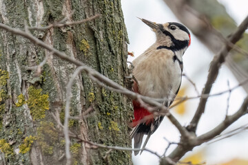 Great spotted woodpecker perched on a tree looking for some bugs