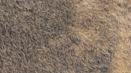 Top down view of tall reed in the autumn