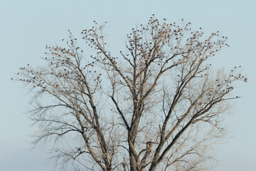 Obraz premium A crown of a tree full of perched common wood pigeon