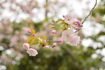 龍安寺の桜