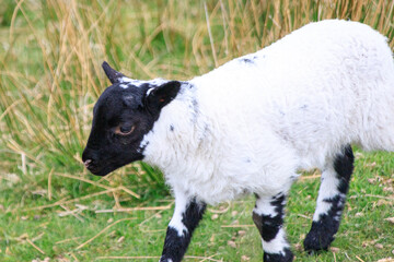 A Playful Lamb Frolicking in the Meadow