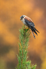American Kestrel, Falco sparverius, at the top of the tree in the rain, autumn orange background