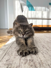 tabby cat extending front legs and lifting rear end to stretch