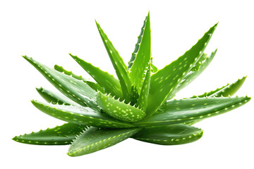 aloe vera isolated on transparent background