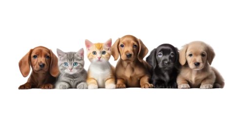 Tuinposter Cute pets domestic animals, puppies and kittens in a row isolated on white transparent, PNG © Rawf8