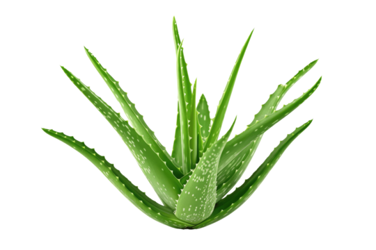 aloe vera isolated on transparent background