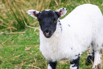 A Playful Lamb Frolicking in the Meadow

