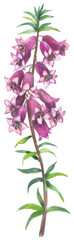Pink Heath (Epacris impressa) Watercolor hand drawing painted illustration.