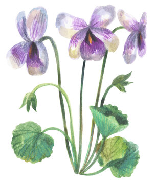 Native violets Watercolor hand drawing painted illustration.