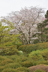 龍安寺の桜