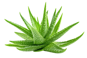 aloe vera isolated on transparent background