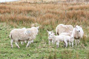 Obraz premium A Peaceful Gathering of Sheep in the Meadow