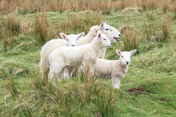 A Peaceful Gathering of Sheep in the Meadow

