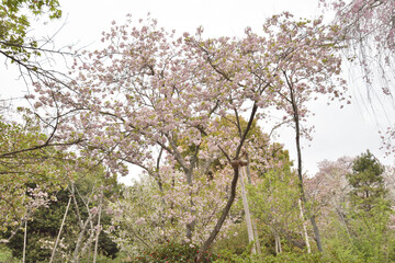龍安寺の桜