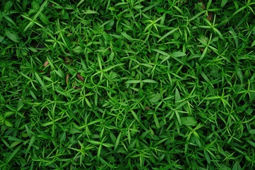 Foto op Plexiglas Lush green artificial turf providing a uniform and vibrant grass texture for sports fields, landscaping, or creative projects. This high-quality synthetic surface offers a maintenance-free lawn altern © qntn