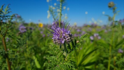 flor primaveral en su maximo esplendor, bayern alemania 