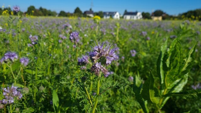 la primavera en su maximo esplendor, bayern alemania