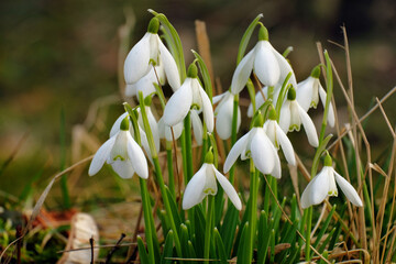 Snowdrops in the garden in spring