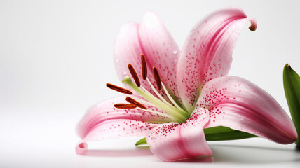 Naklejka premium Lily Flower