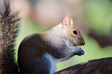 Eichhörnchen in Florida