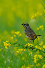 Free photo vertical shot of a Bluethort on a branch chirping.