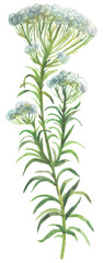 Rice Flower (Ozothamnus diosmifolius) Watercolor hand drawing painted illustration.
